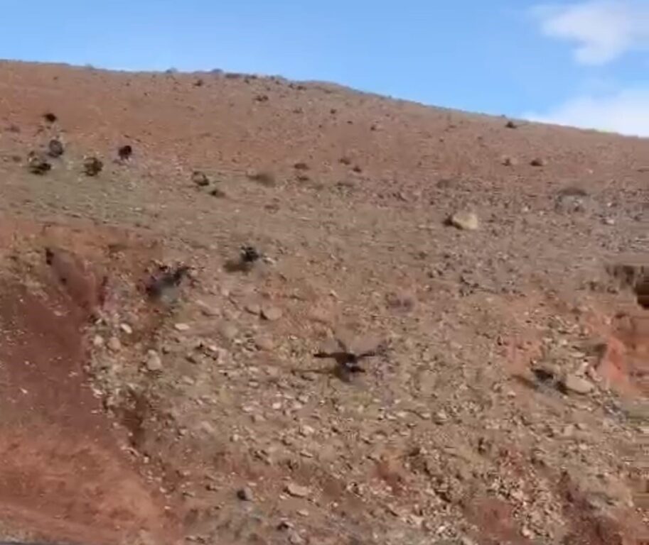 Iğdır’da akbabalar sürü halinde görüntülendi