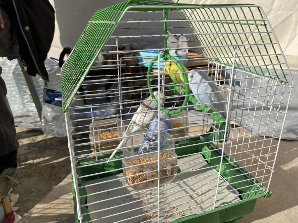 Hatay’da enkazdan kurtardığı kuşlarına çadır kentte bakıyor