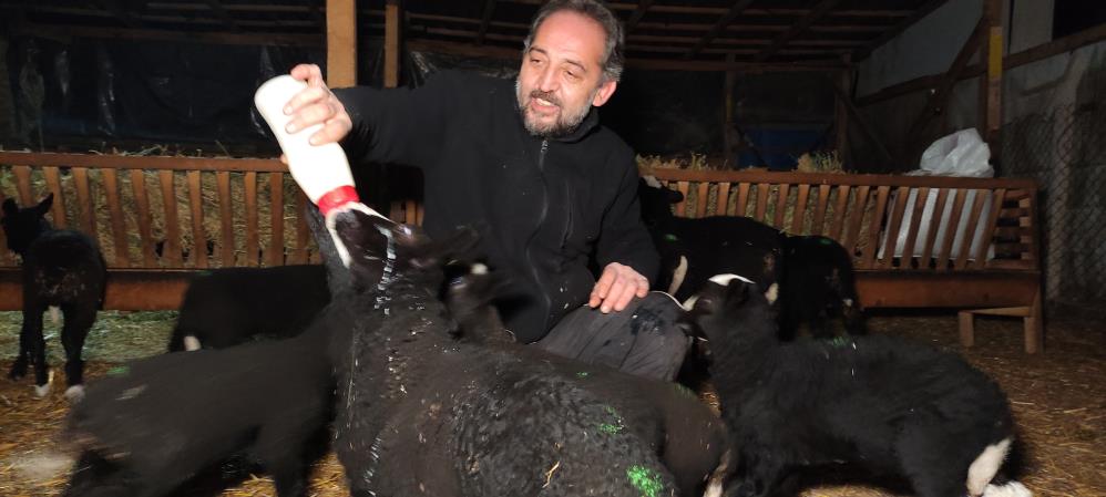 Kuzular için güvenlik kamerası başında sabaha kadar doğum nöbeti