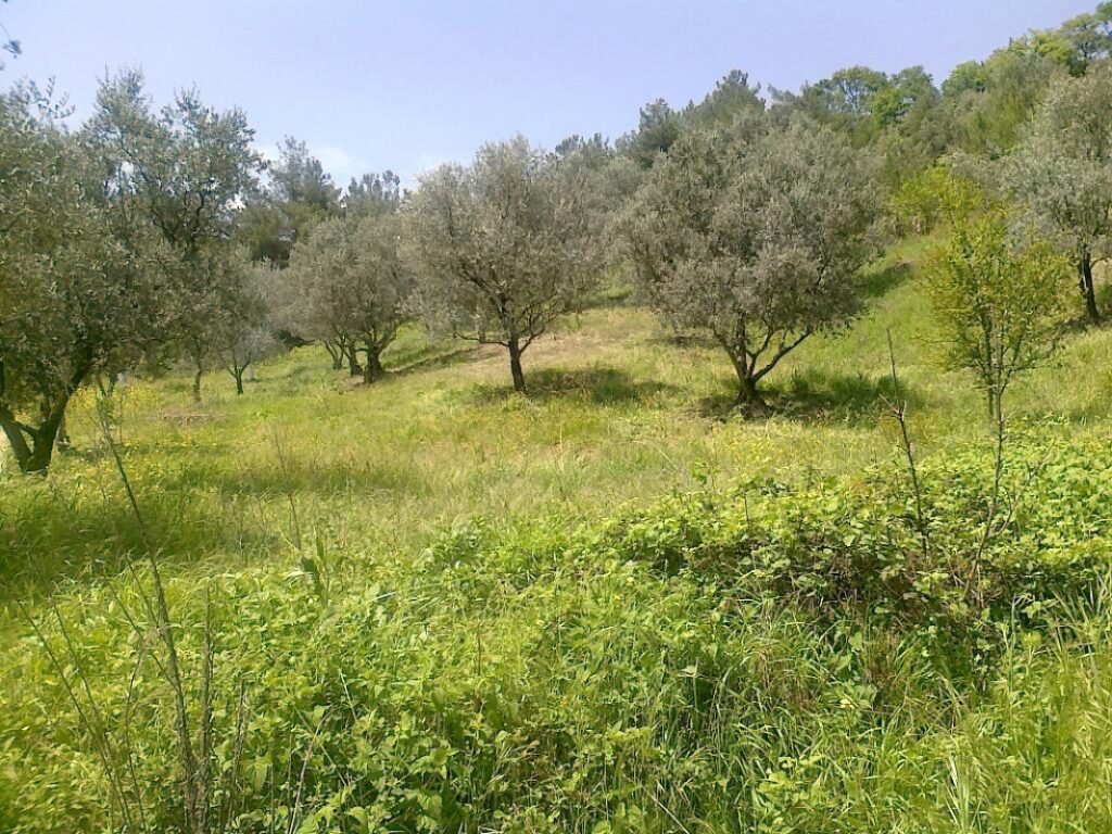 Bursa Mudanya’da 7051 m² zeytinliğin 3/16 hissesi icradan satılıktır