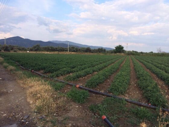 Bursa İnegöl’de 9.362,09 m² tarla mahkemeden satılıktır