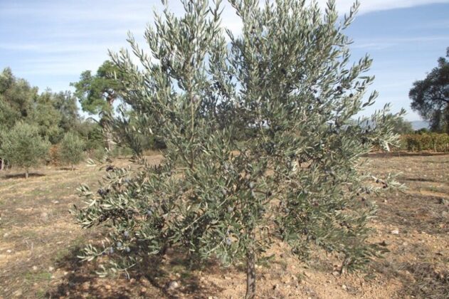 Bursa Gemlik’te 15.603 m² zeytinlik mahkemeden satılıktır (çoklu satış)