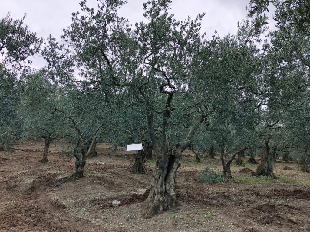 Bursa Orhangazi’de 2.692 m² zeytinlik icradan satılıktır
