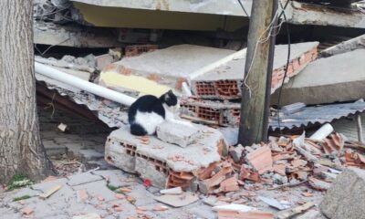 Adıyaman’da deprem sonrası kediler enkazı terk etmiyor