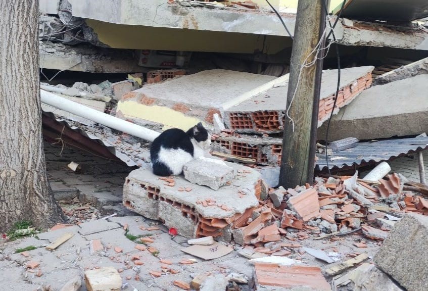 Adıyaman’da deprem sonrası kediler enkazı terk etmiyor