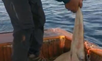 Nesli tükenmekte olan köpek balığı teknede doğum yaptı