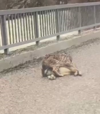 Tunceli’de yaban keçisi avlayan vaşak görüntülendi