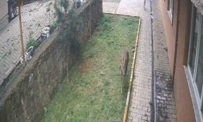 Artvin’de köpeklerin kovaladığı karacayı site sakinleri kurtardı