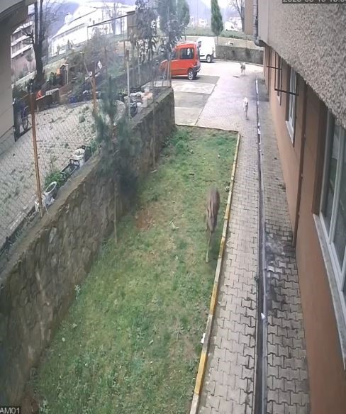 Artvin’de köpeklerin kovaladığı karacayı site sakinleri kurtardı