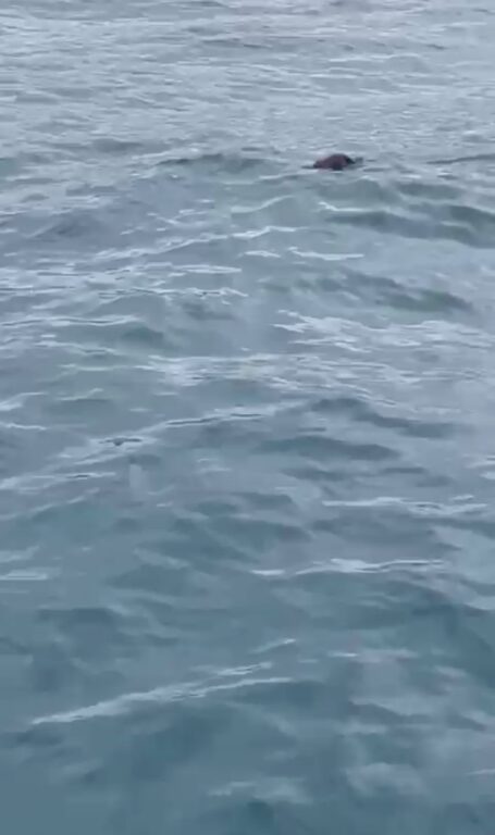 İstanbul Boğazı’nda ortaya çıkan su samuru şaşırttı: “Bunun burada ne işi var”