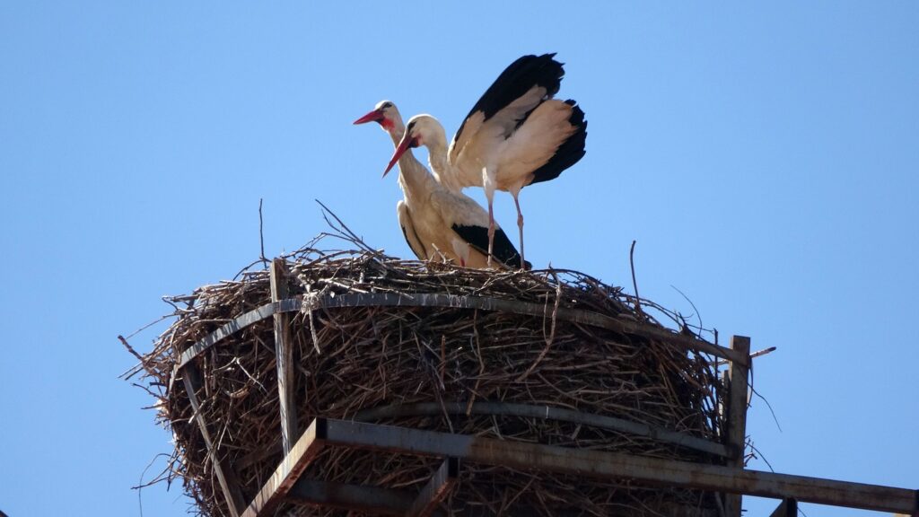 Leylekli okulun misafirleri 40’ıncı yılda erken döndü