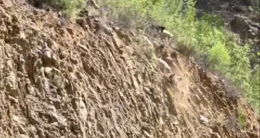 Köpeklerin saldırısına uğrayan dağ keçisi böyle kurtuldu