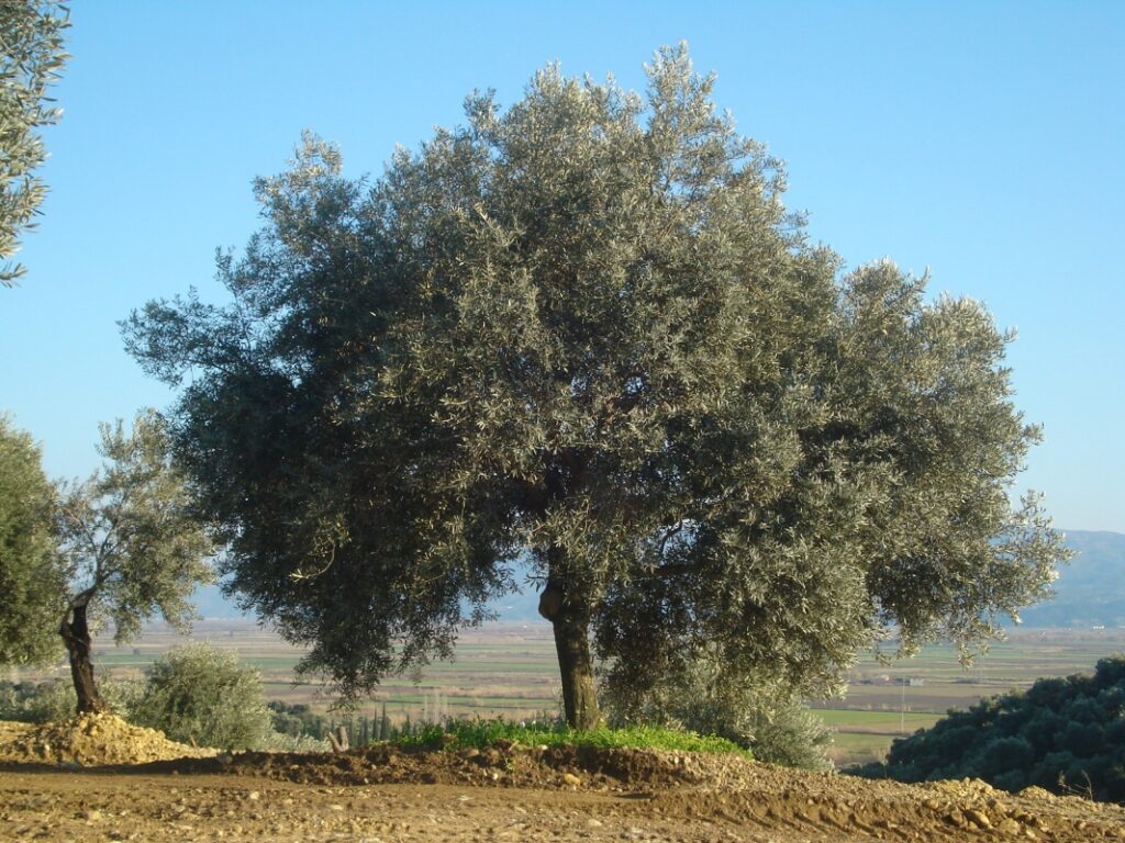 Bursa İznik’te 3.650 m² zeytinlik icradan satılıktır