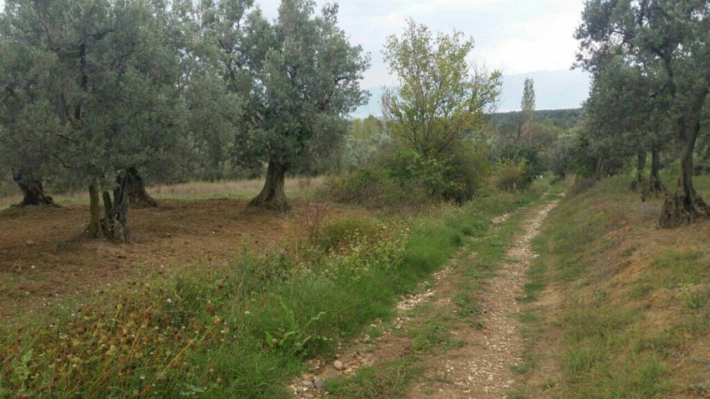 Bursa Orhaneli’de 12.680 m² tarla icradan satılıktır