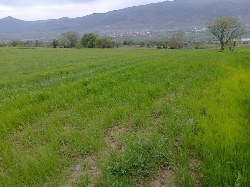 Bursa Orhangazi’de 9.608 m² tarla icradan satılıktır