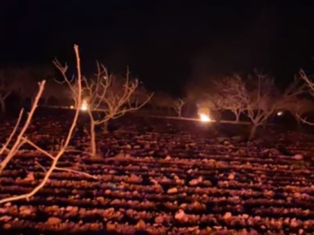 Şanlıurfa’da çiftçiler don olayına karşı ağaçlarını ateş yakarak korudu