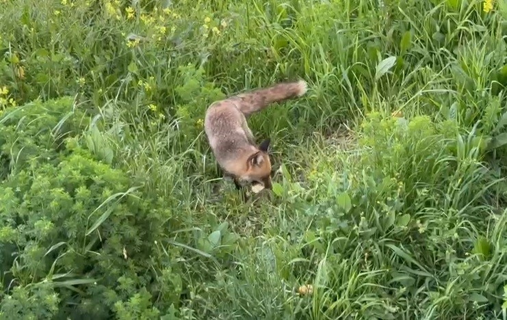 Tilki bile ekmek yediği yeri unutmuyor…