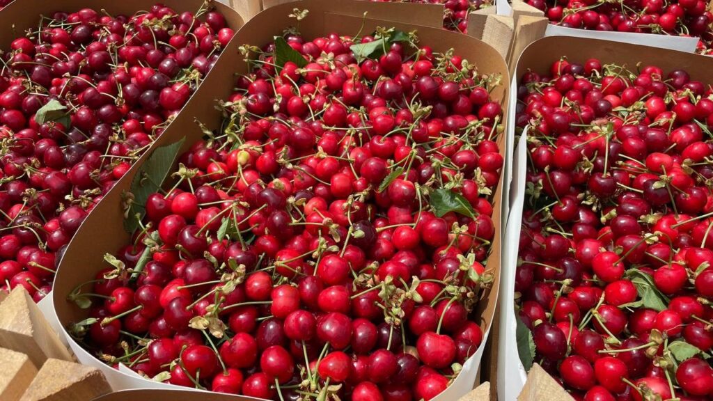 Bursa’nın meşhur erik ve kirazı halde yerini aldı