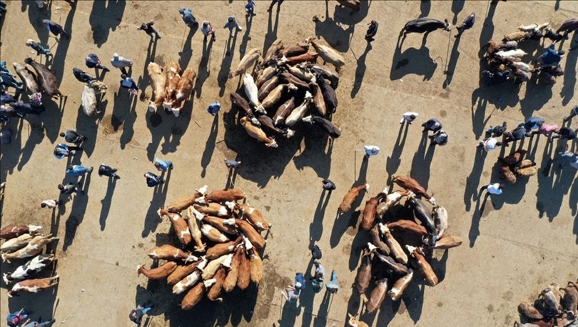 Satılmayan kurbanlıkları ESK alacak