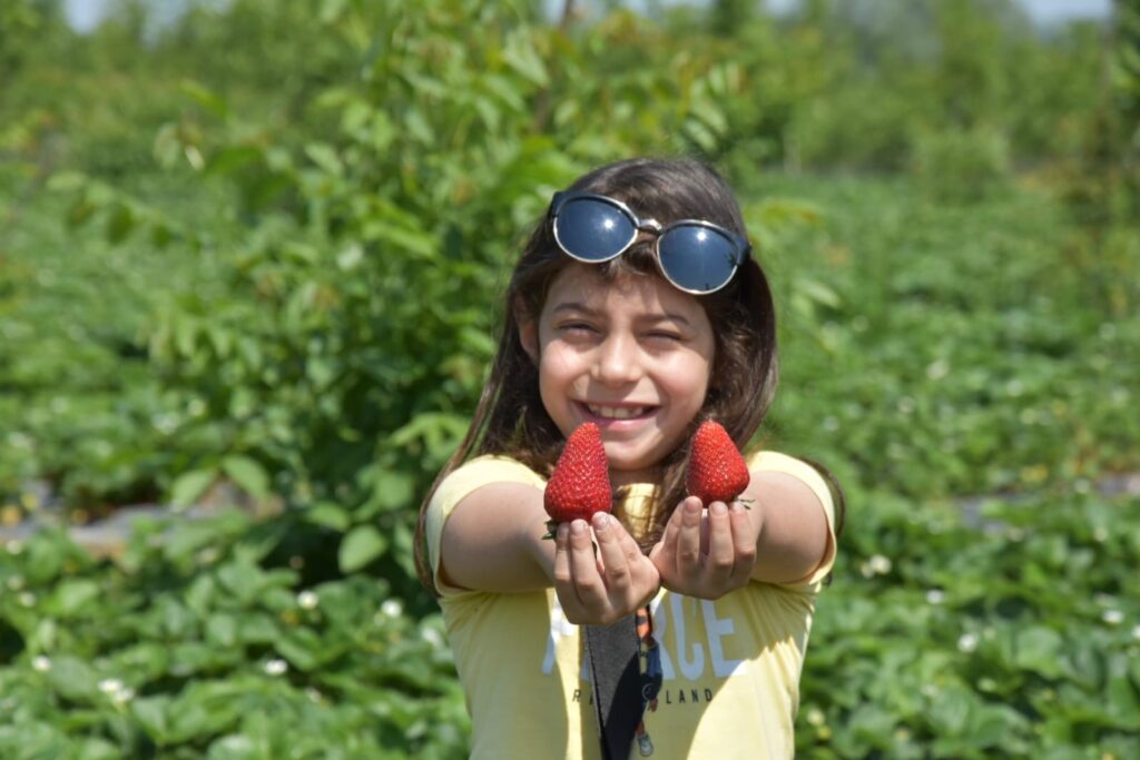 ‘Kırmızı elmas’ın ilk hasadı yapıldı