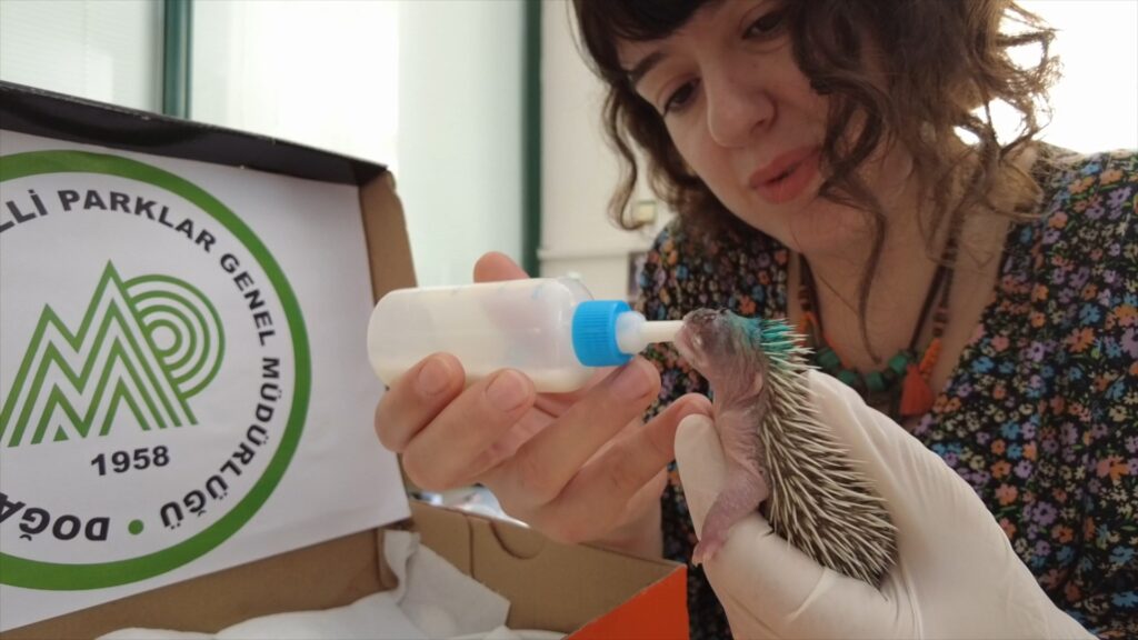 Çimleri keserken dikkat edin…