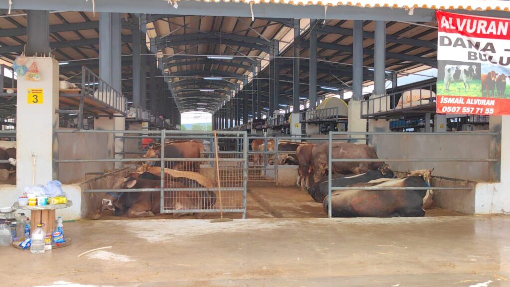 İnegöl Hayvan Pazarı’nda şap karantinası.. Giriş-çıkışlar yasaklandı