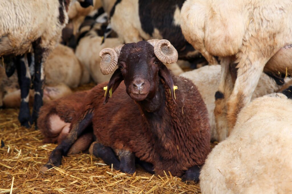 Nilüfer’de kurban kesim alanları belirlendi