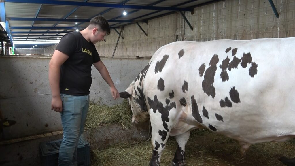 Bursa’nın en ağır büyükbaş kurbanlığı