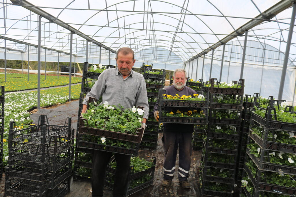 Çiftçi üretiyor, Bursa çiçek açıyor