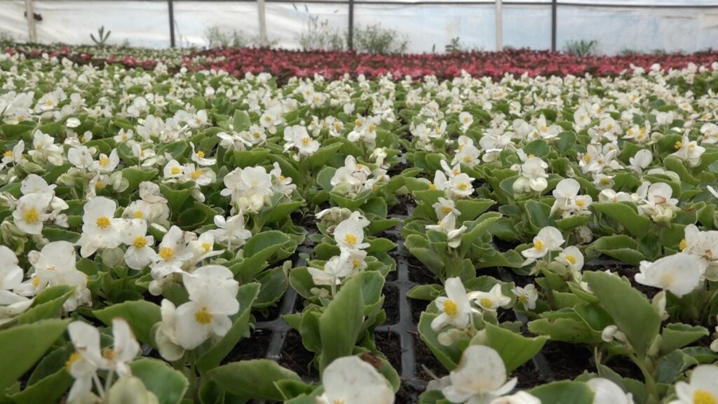 900 rakımda üretilen süs bitkileri daha uzun ömürlü oluyor