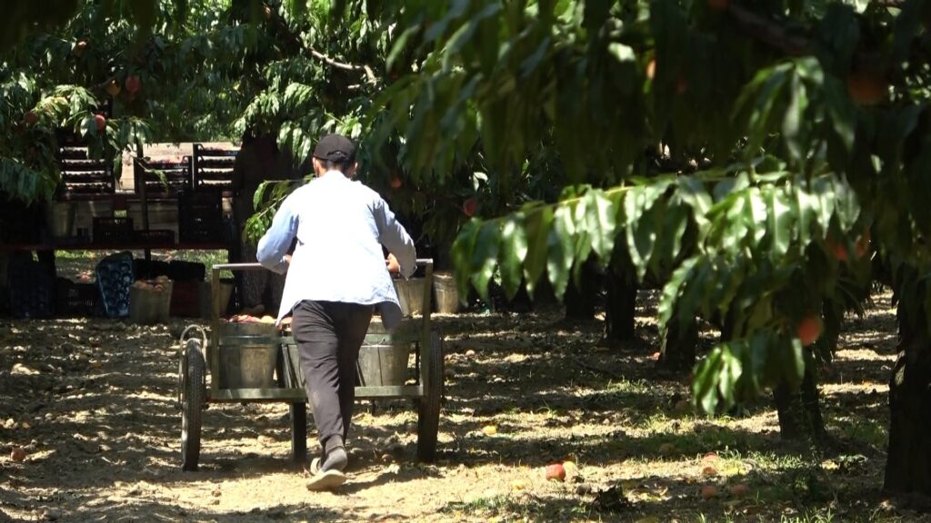 Coğrafi işaretli Bursa şeftalisinin hasadı başladı…