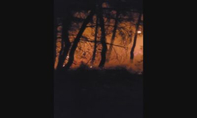 Osmangazi’de kritik orman yangını