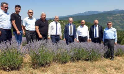 Bursa’nın dağlarında yetişen lavantaların hasadı başladı