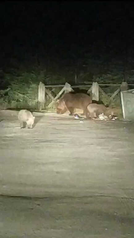 Karnı acıkan ayı ailesi yemek bulmak için piknik alanına indi