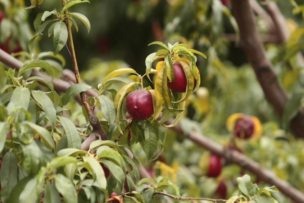 Coca-Cola Türkiye’den Bursa’da su geri kazanım projesi