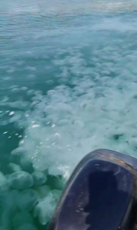 Güney Marmara’da denizanası istilası