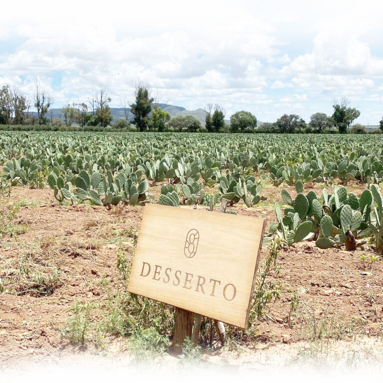 KAKTÜS YEŞİLDİR, GELECEĞİMİZ DE ÖYLE…