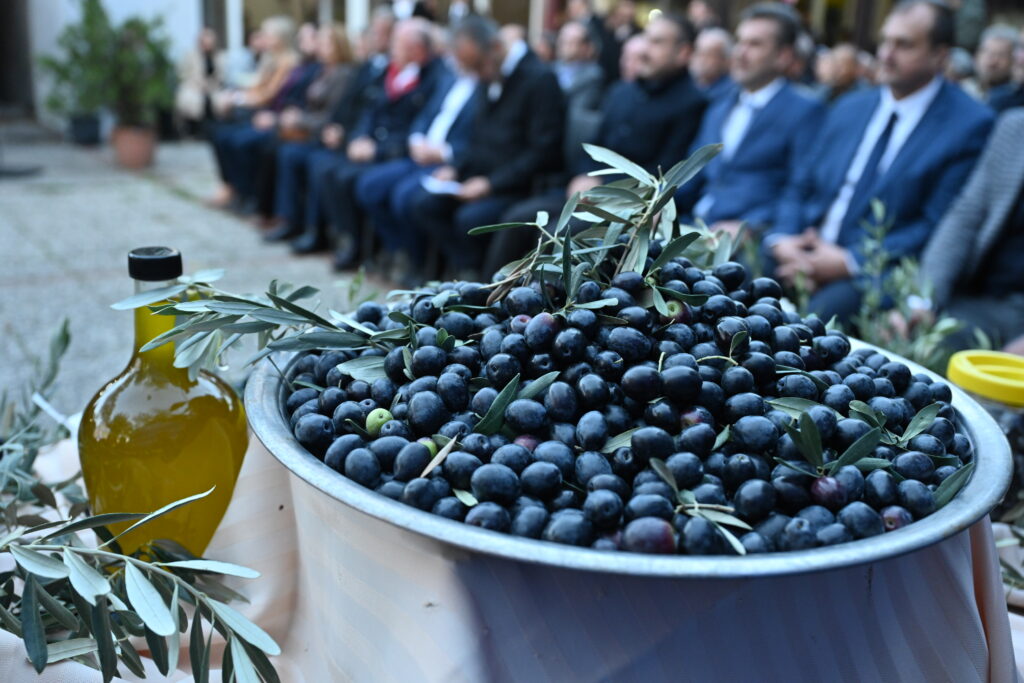 Bursa zeytininde hasat bereketi