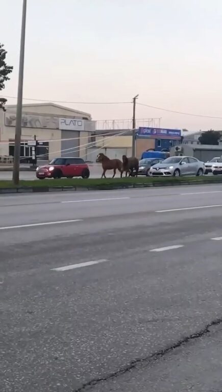 Başı boş atlar tehlike saçıyor