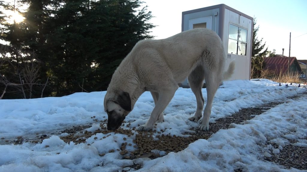 Uludağ’da zorlu kış şartlarına direnen hayvanlara din görevlileri sahip çıktı