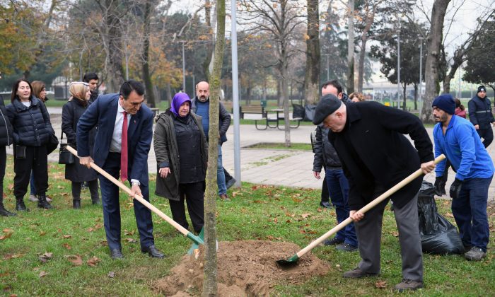 Şiddetli lodosta yıkılan ağaçların yerine yenileri dikiliyor