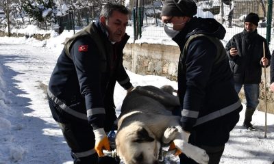 Osmangazi’de başıboş köpekler mercek altında