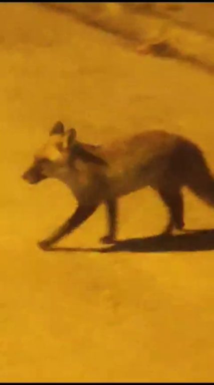 Aç kalan tilki site bahçesinde gezdi