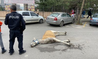 Bursa’da başıboş at sokak ortasında yere yığıldı
