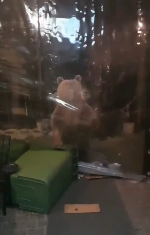 Uludağ’da aç kalan ayı ailesi işletmeye girmeye çalıştı