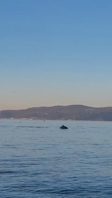 Yunus balıklarının dansı kamerada