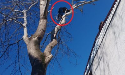 Ağaca çıkan maymun değil hırsız… Çıktığı ağaçta polise el salladı