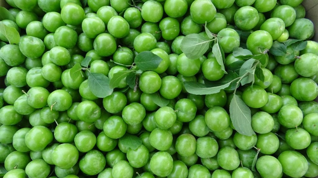 Eriğin ilk hasadını yaptılar…Fiyatı altınla yarışıyor