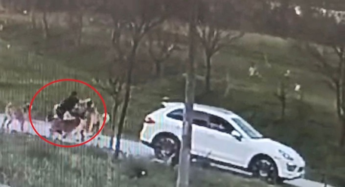 Bursa’da başıboş köpek dehşeti