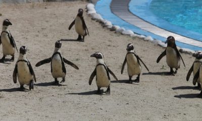 Bursa Hayvanat Bahçesi’nde penguen ailesine 2 yeni üye